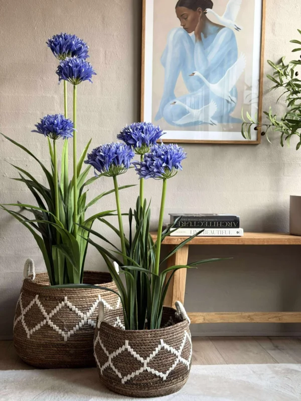 Agapanthus 80cm - mehrere Farben
