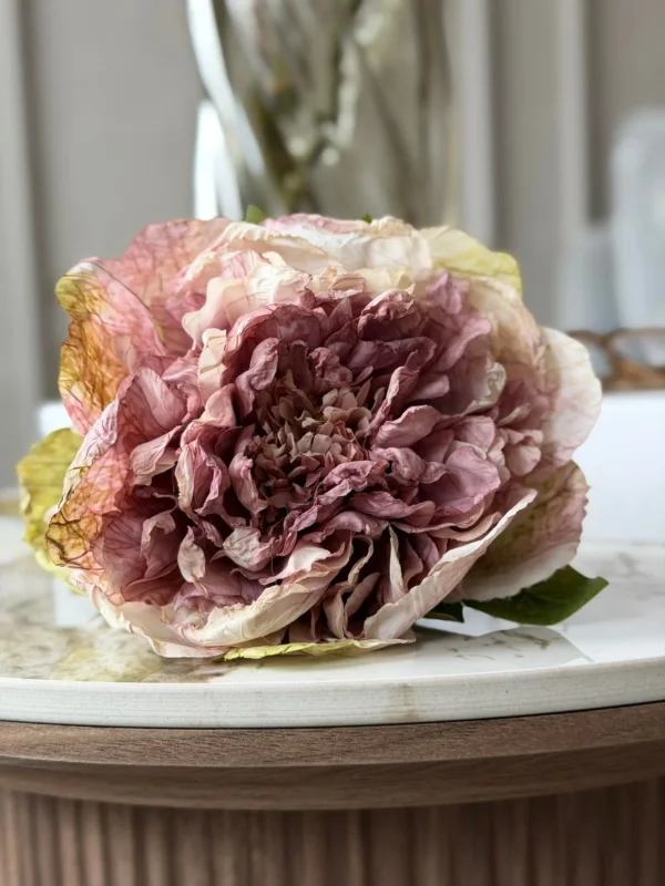 Blume Pfingstrose - Antik Creme / Rosa