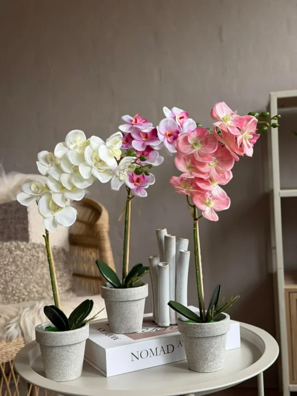 Orchidee im Topf - Mehrere Farben