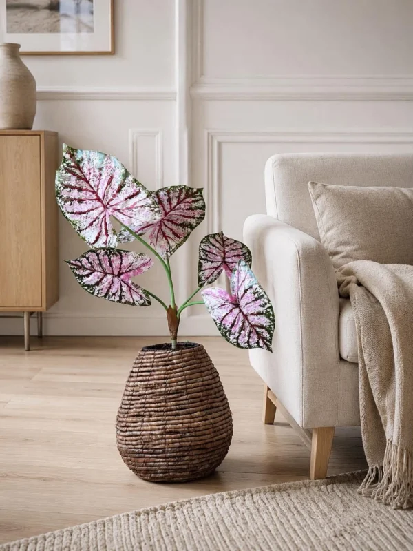 Pflanze Caladium H:67 cm Rosa/Grün