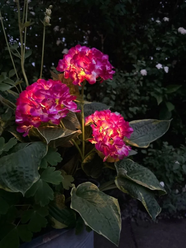 Hortensia med solceller – Pink - VIAMAJA.DK